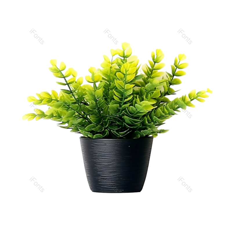 摄影图片,白色背景元素,自然PNG,花瓣免抠素材